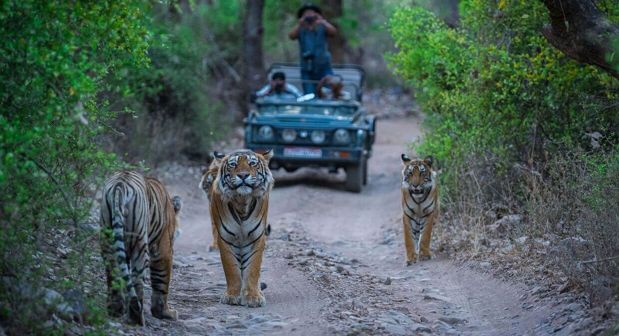 Cab from Udaipur to Ranthambore